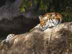 "Tiger Pause"