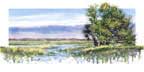 "Myakka Morning"