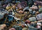 "Rocky Roadrunner"