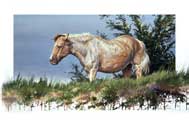 "Out to Pasture"