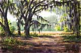 "Southern Shade"