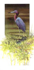 "Little Blue Heron"